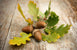 American White Oak